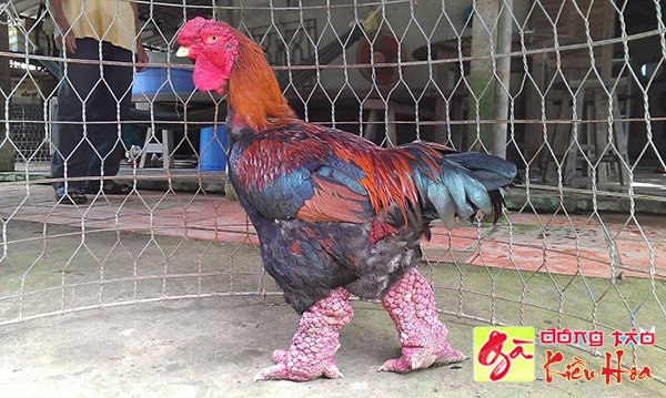 Bảo tồn gà Đông Tảo