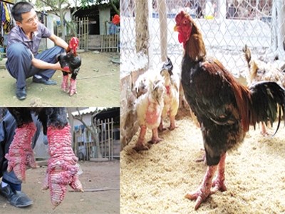 Gà Đông Tảo biếu tiền triệu “cháy hàng” 
