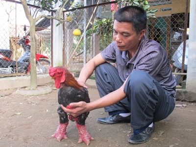 Gà Đông Tảo biếu tiền triệu “cháy hàng”