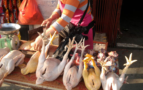 Phát hoảng đặc sản gà Đông Tảo từ gà già thải loại